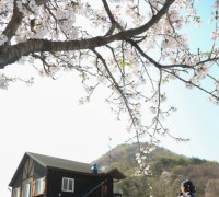 판교면, ‘제16회 심동리 산벚꽃 축제 개최’