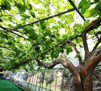 포도나무 하나에 1톤 수확…줄기만 100m로 화제