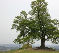 부여 사랑나무, 천연기념물 지정 대상 선정